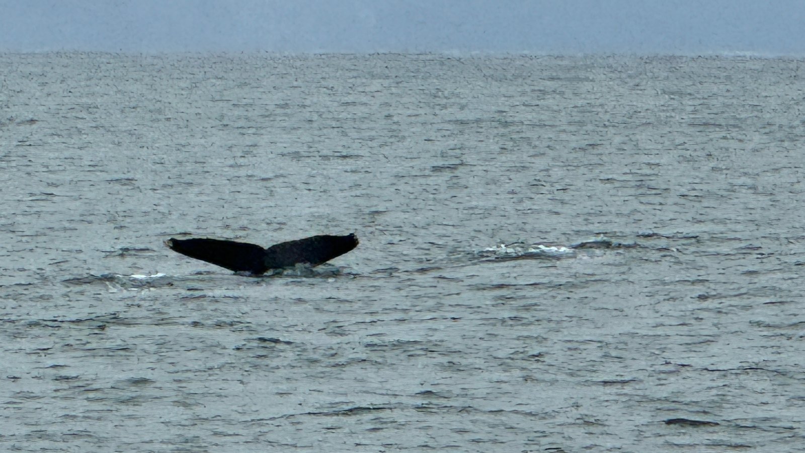 Whale Watching in Puerto Vallarta: What to Expect (and How to Combine It)